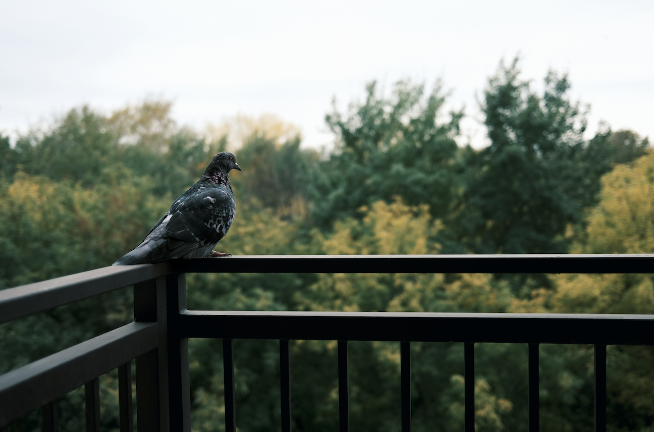 Come allontanare i piccioni dal balcone: guida per una protezione efficace